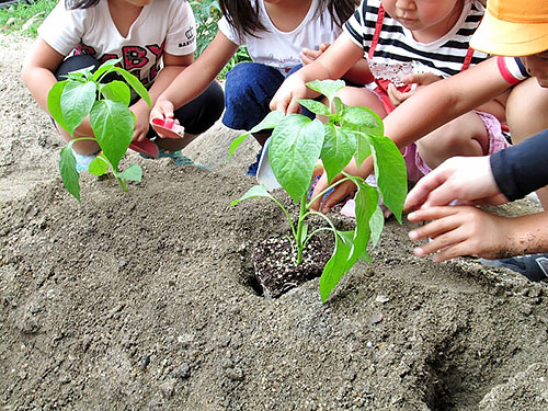 野菜の苗植え