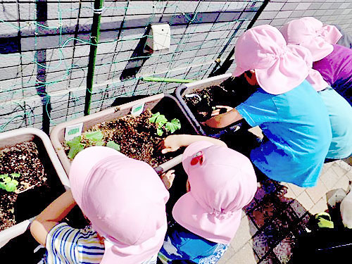 野菜の苗植え